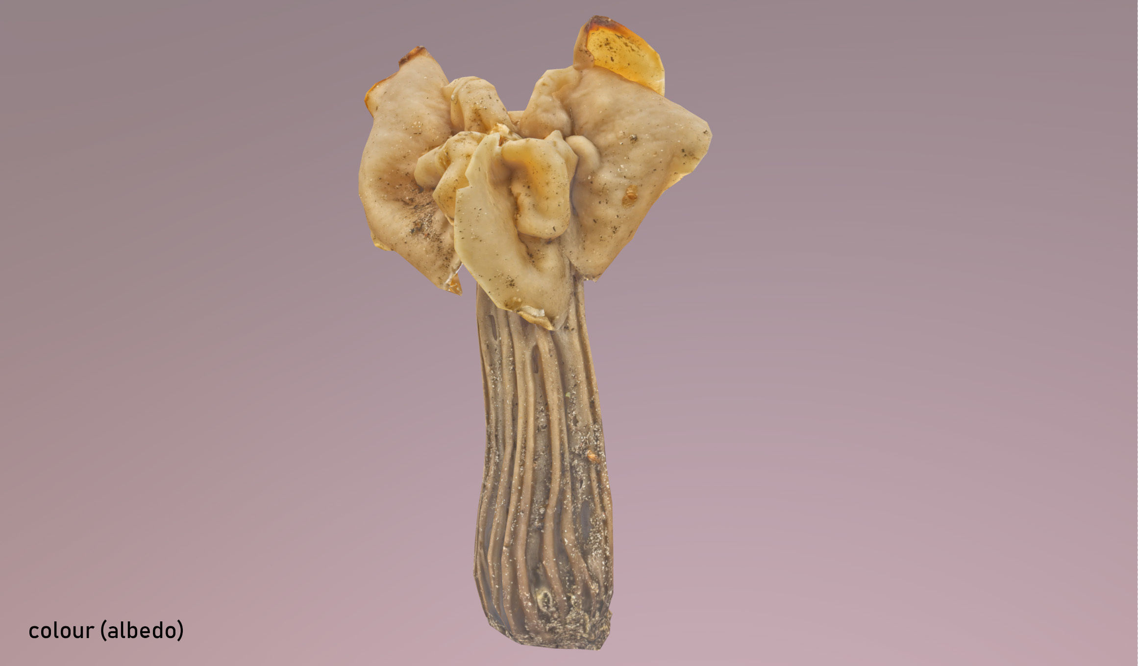Helvella crispa - white saddle mushroom lowpoly 3D model Low-poly 3D model_18