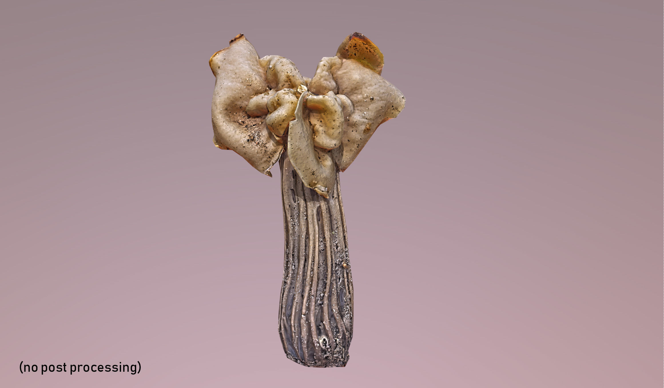 Helvella crispa - white saddle mushroom lowpoly 3D model Low-poly 3D model_10