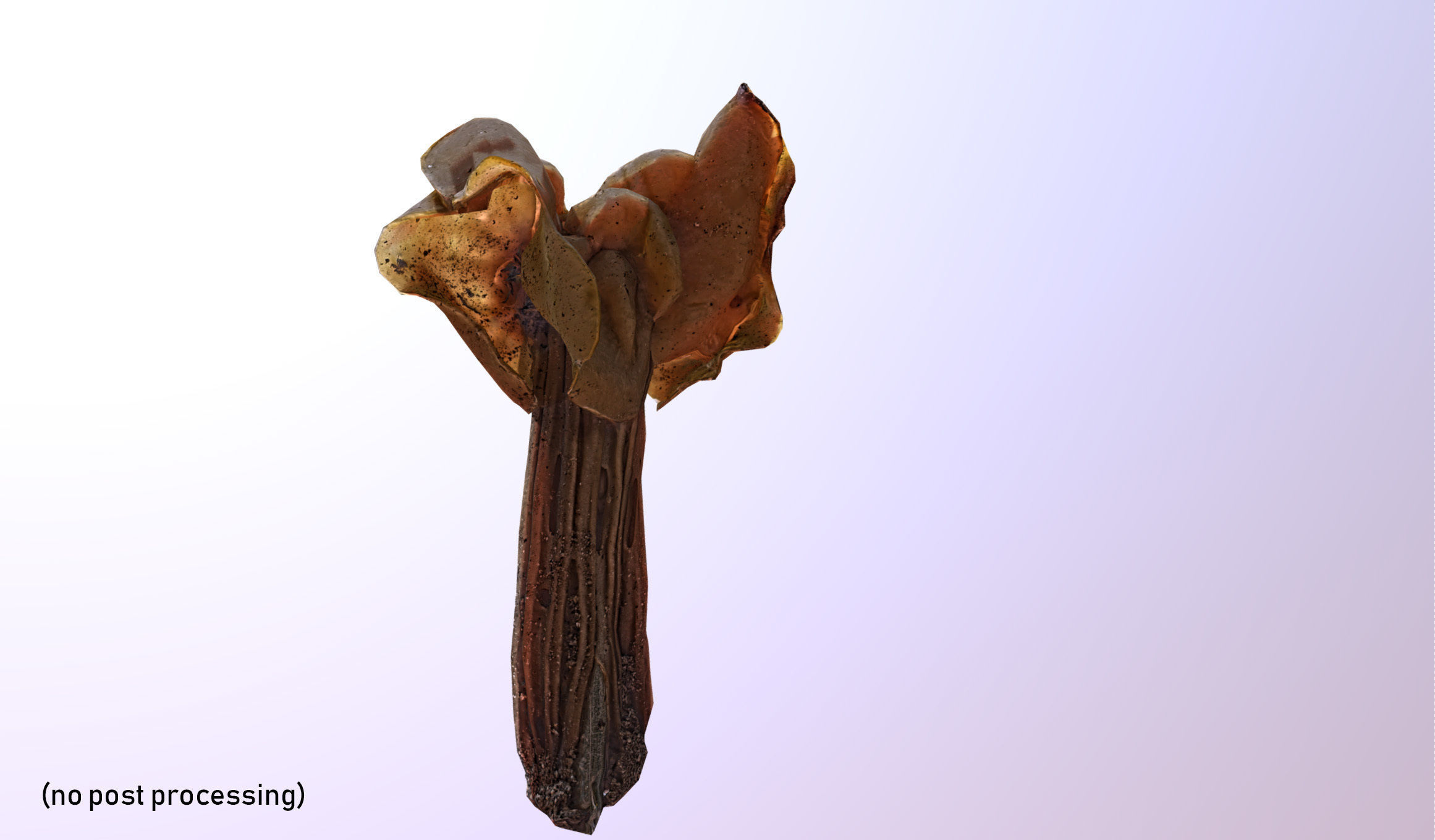 Helvella crispa - white saddle mushroom lowpoly 3D model Low-poly 3D model_13