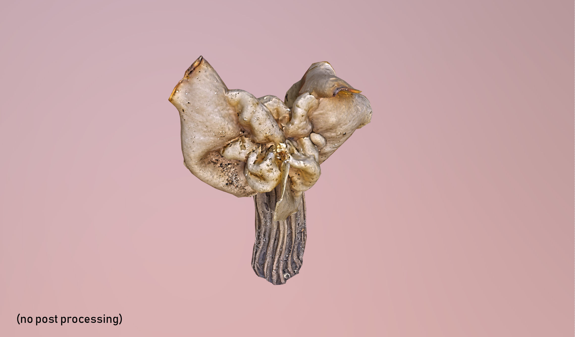 Helvella crispa - white saddle mushroom lowpoly 3D model Low-poly 3D model_11