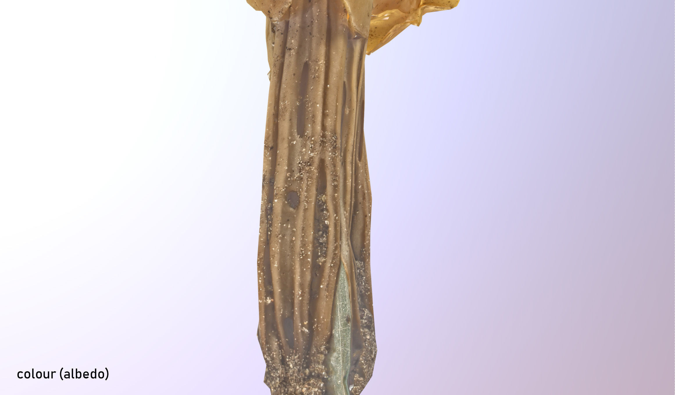 Helvella crispa - white saddle mushroom lowpoly 3D model Low-poly 3D model_16