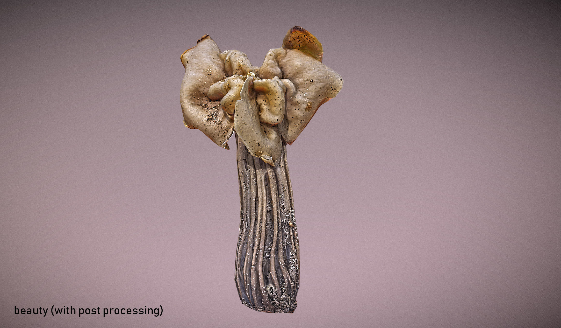 Helvella crispa - white saddle mushroom lowpoly 3D model Low-poly 3D model_2