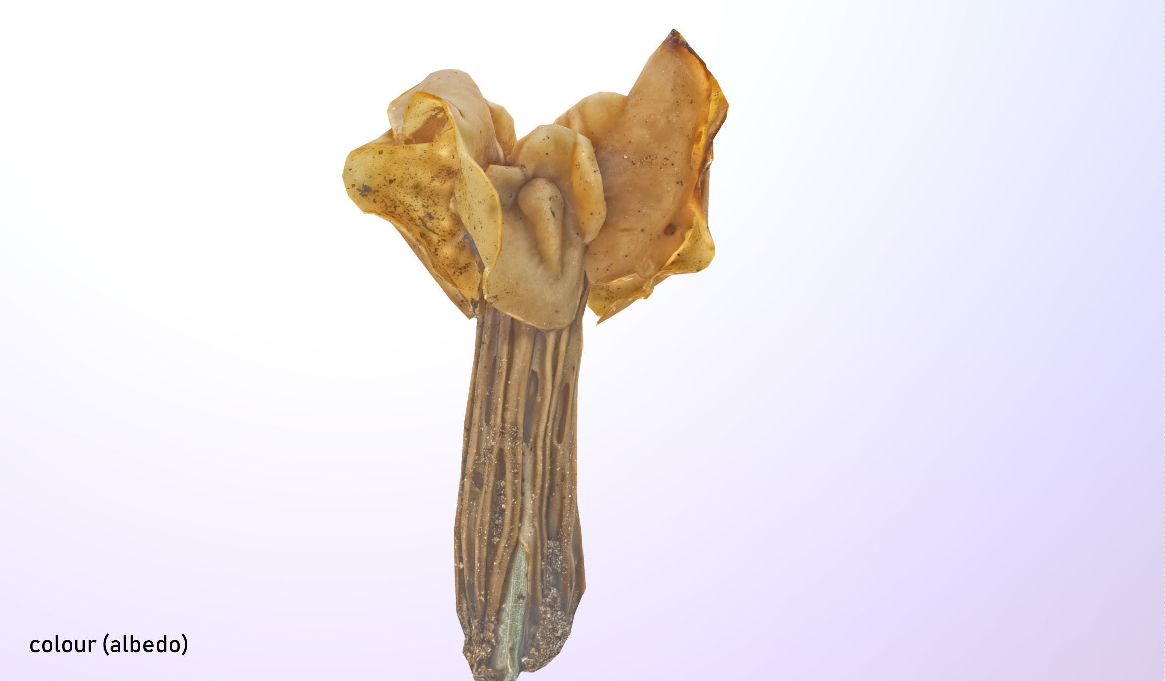 Helvella crispa - white saddle mushroom lowpoly 3D model Low-poly 3D model_14