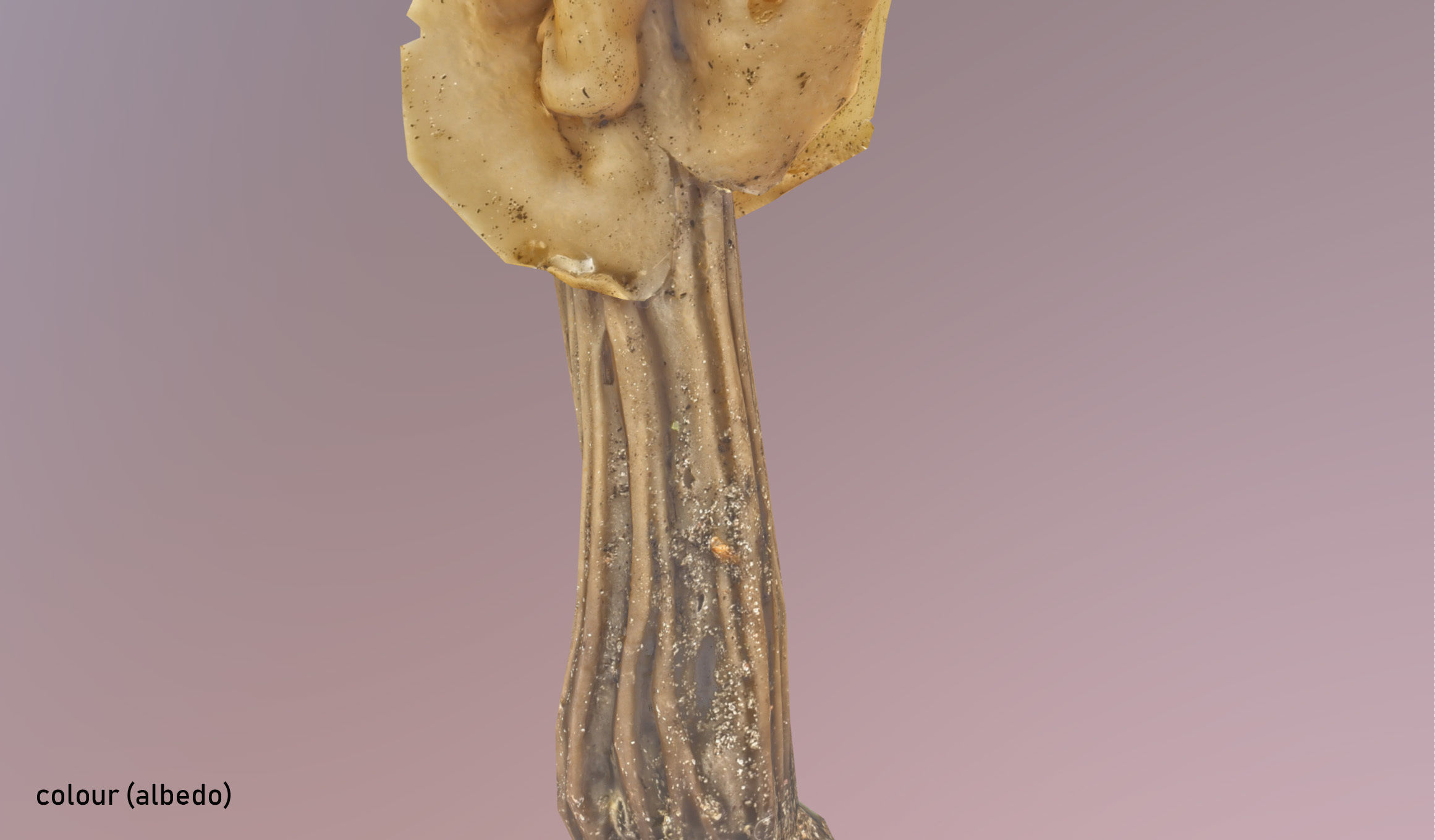 Helvella crispa - white saddle mushroom lowpoly 3D model Low-poly 3D model_17