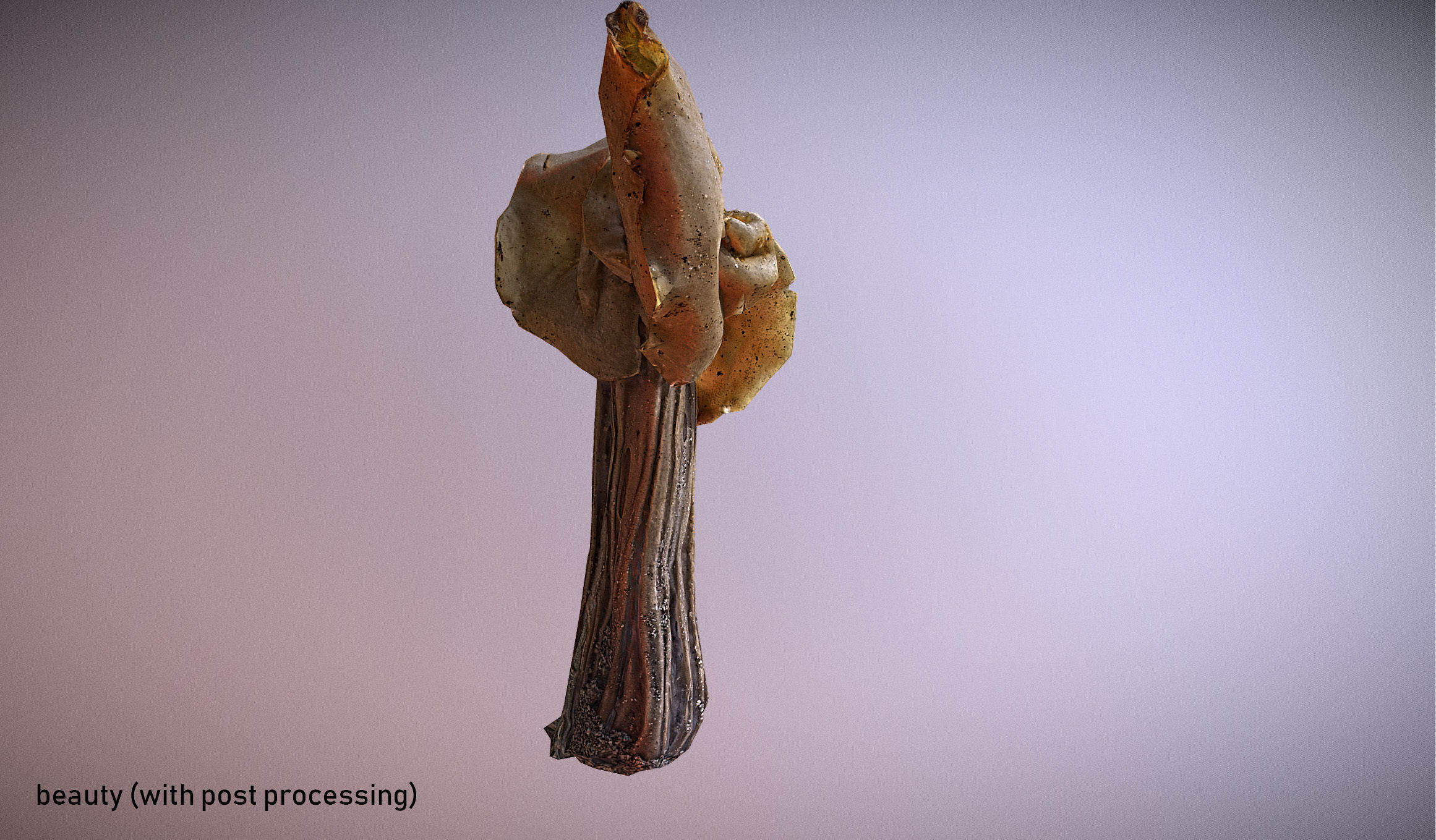 Helvella crispa - white saddle mushroom lowpoly 3D model Low-poly 3D model_5
