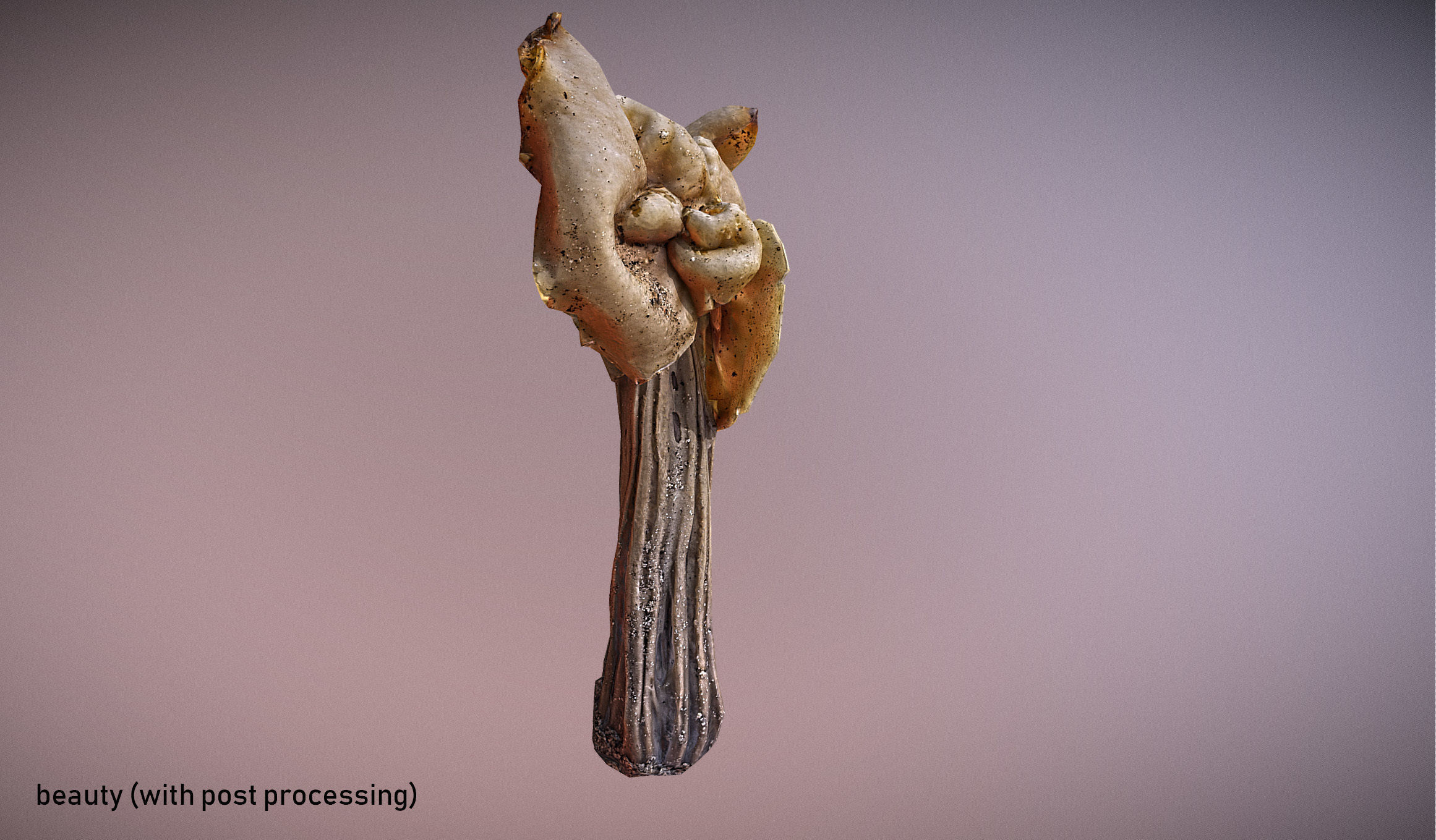 Helvella crispa - white saddle mushroom lowpoly 3D model Low-poly 3D model_4