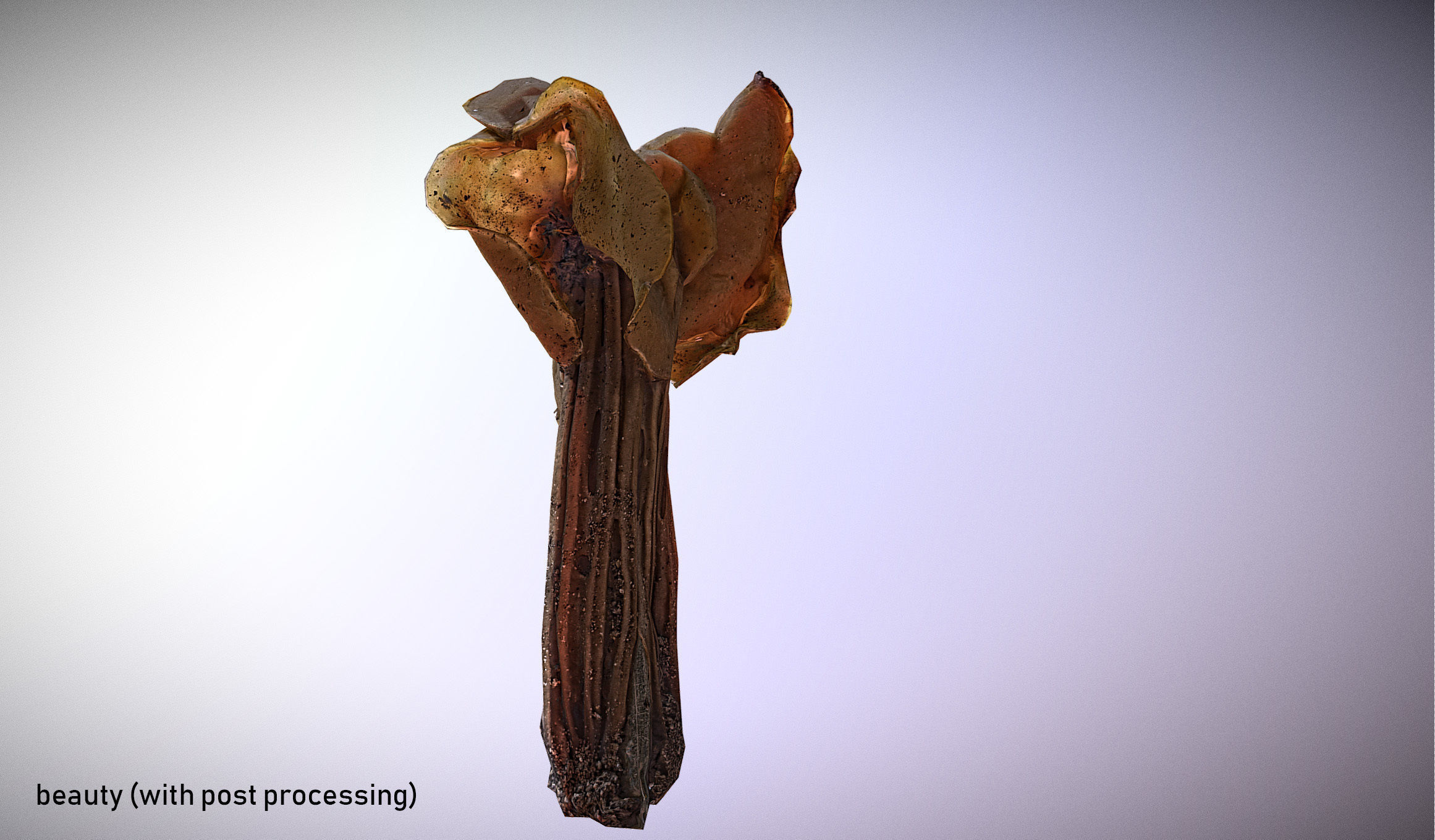 Helvella crispa - white saddle mushroom lowpoly 3D model Low-poly 3D model_7