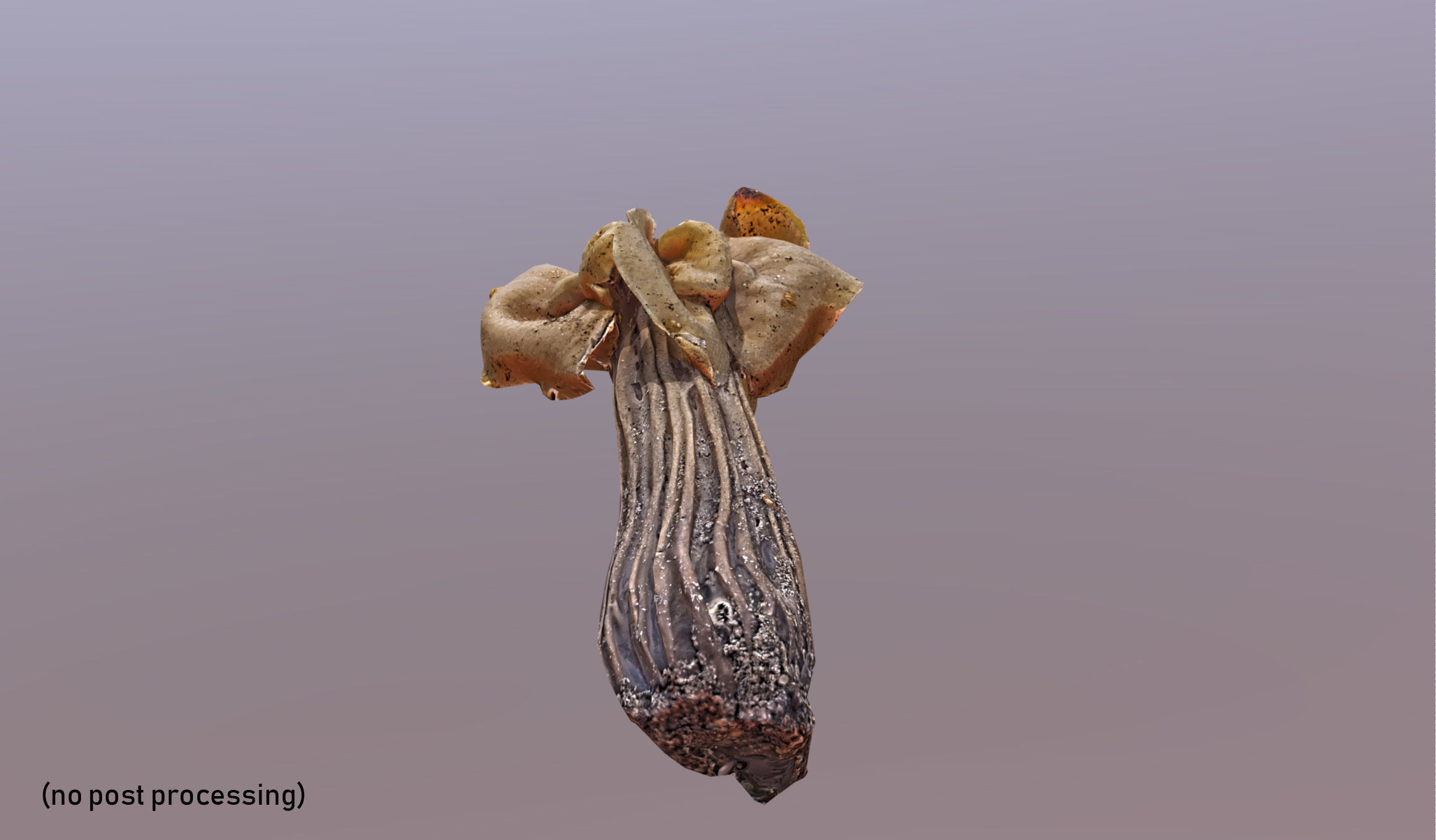 Helvella crispa - white saddle mushroom lowpoly 3D model Low-poly 3D model_12