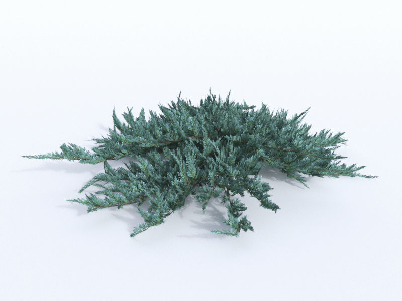 creeping juniper blue chip set 3D model_9