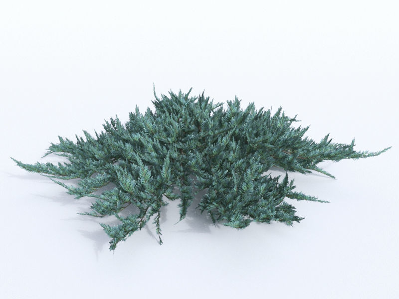 creeping juniper blue chip set 3D model_5