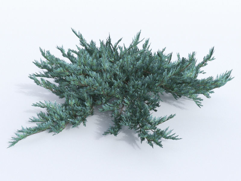 creeping juniper blue chip set 3D model_4