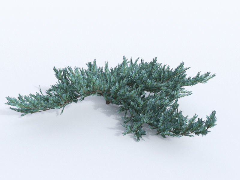 creeping juniper blue chip set 3D model_2
