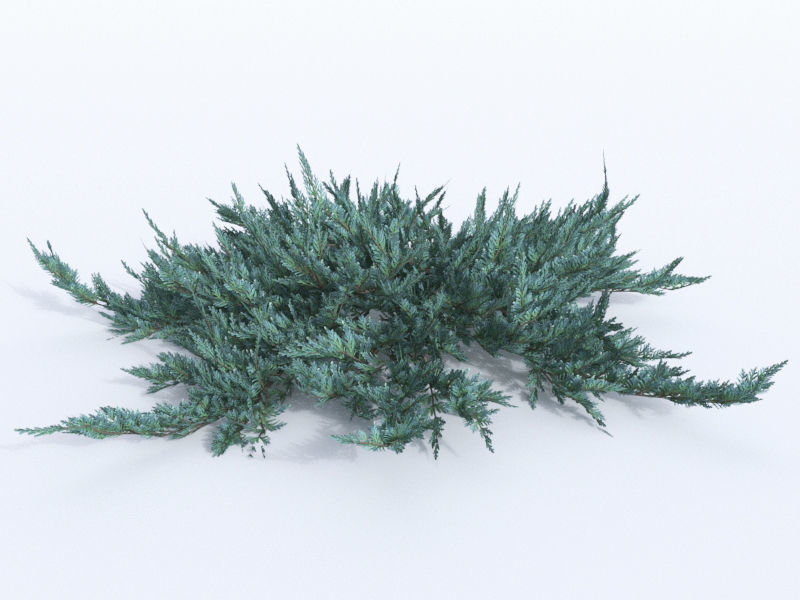 creeping juniper blue chip set 3D model_3