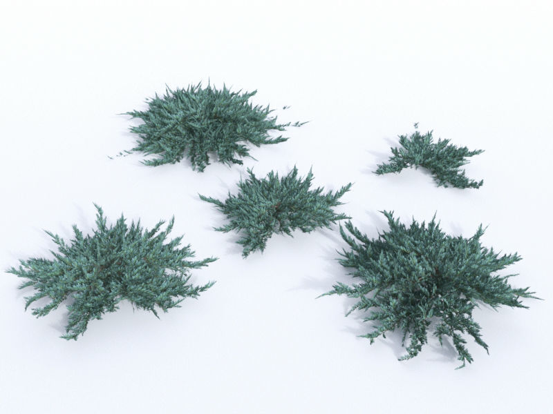 creeping juniper blue chip set 3D model_0