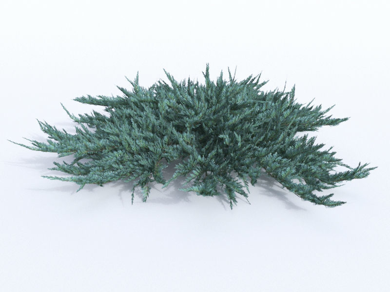 creeping juniper blue chip set 3D model_6