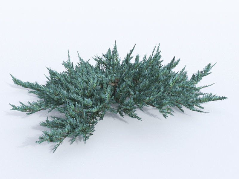 creeping juniper blue chip set 3D model_7