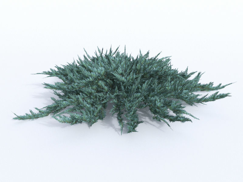 creeping juniper blue chip set 3D model_10