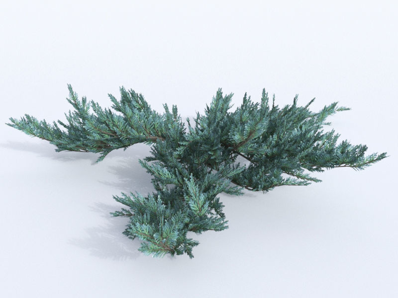 creeping juniper blue chip set 3D model_1