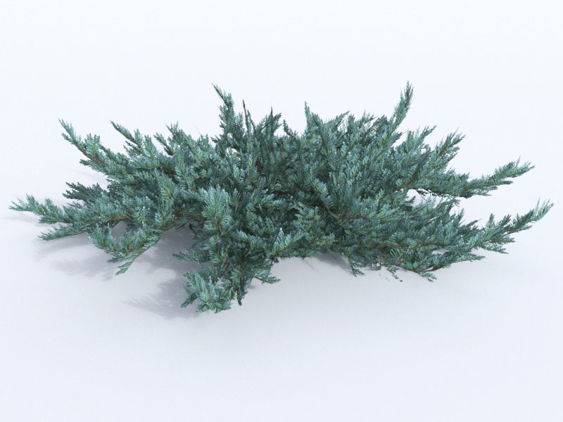 creeping juniper blue chip set 3D model_8
