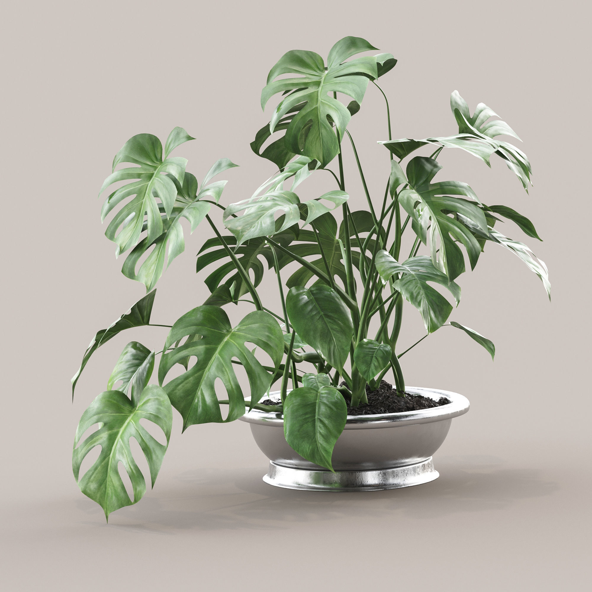 Monstera 2 3D model