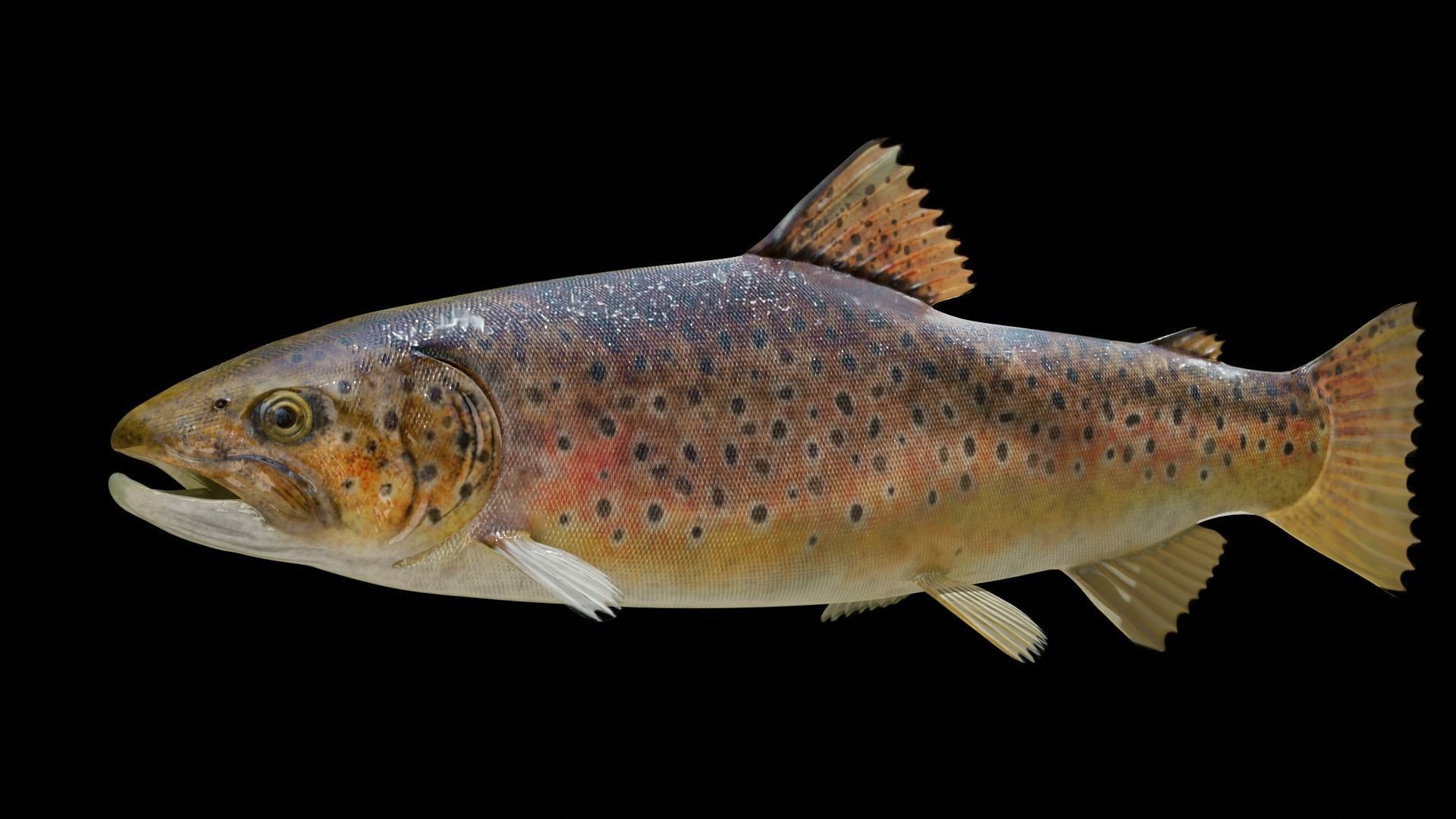 Brown Trout Low-poly 3D model_17