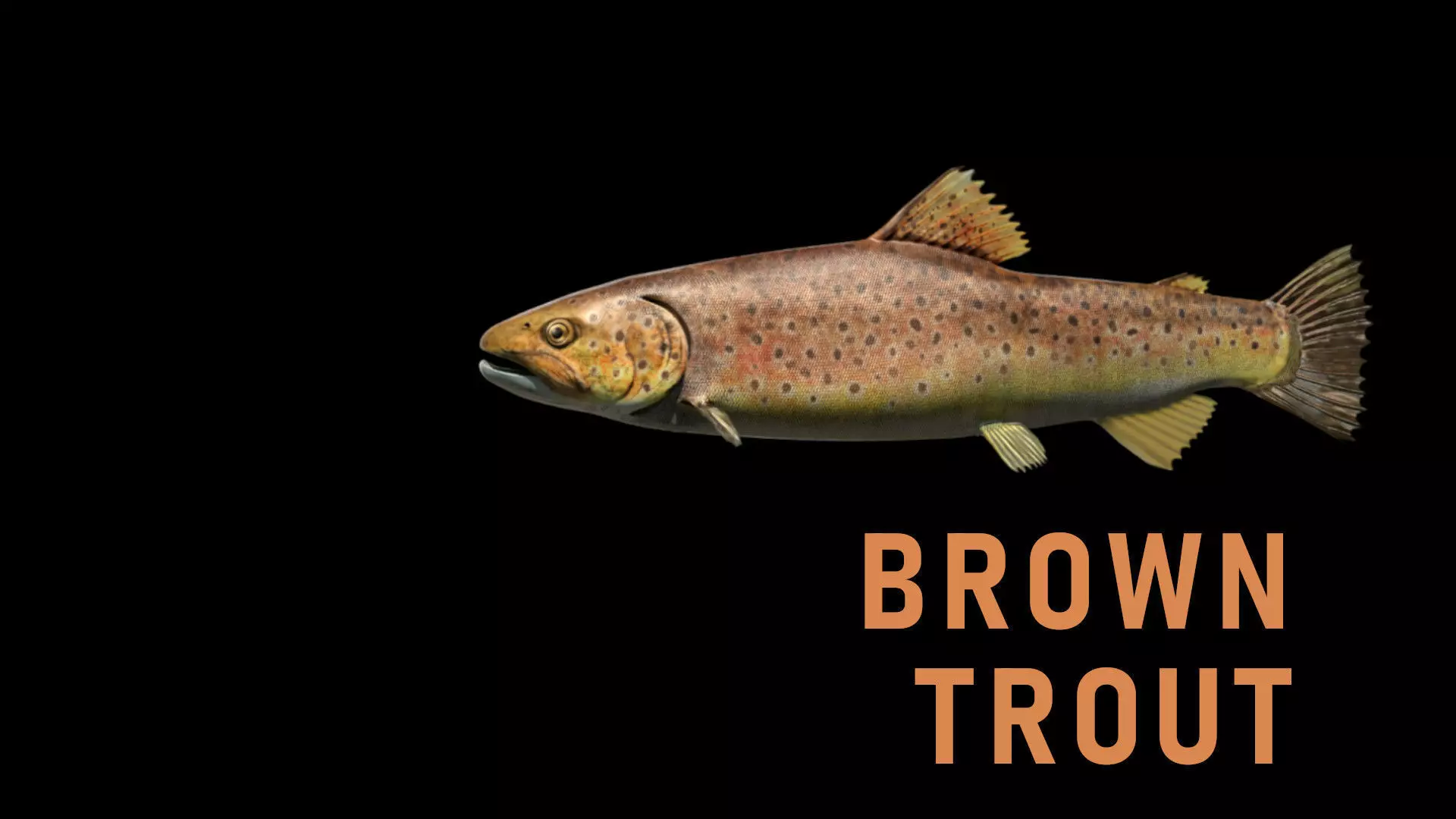 Brown Trout Low-poly 3D model_0