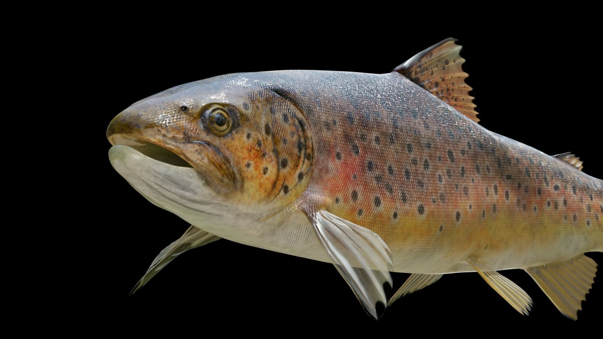 Brown Trout Low-poly 3D model_11