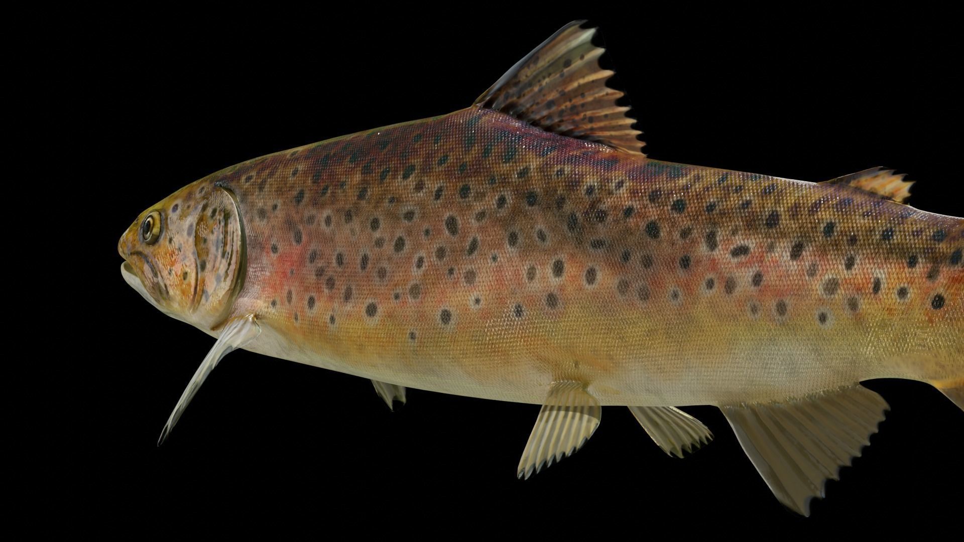 Brown Trout Low-poly 3D model_19