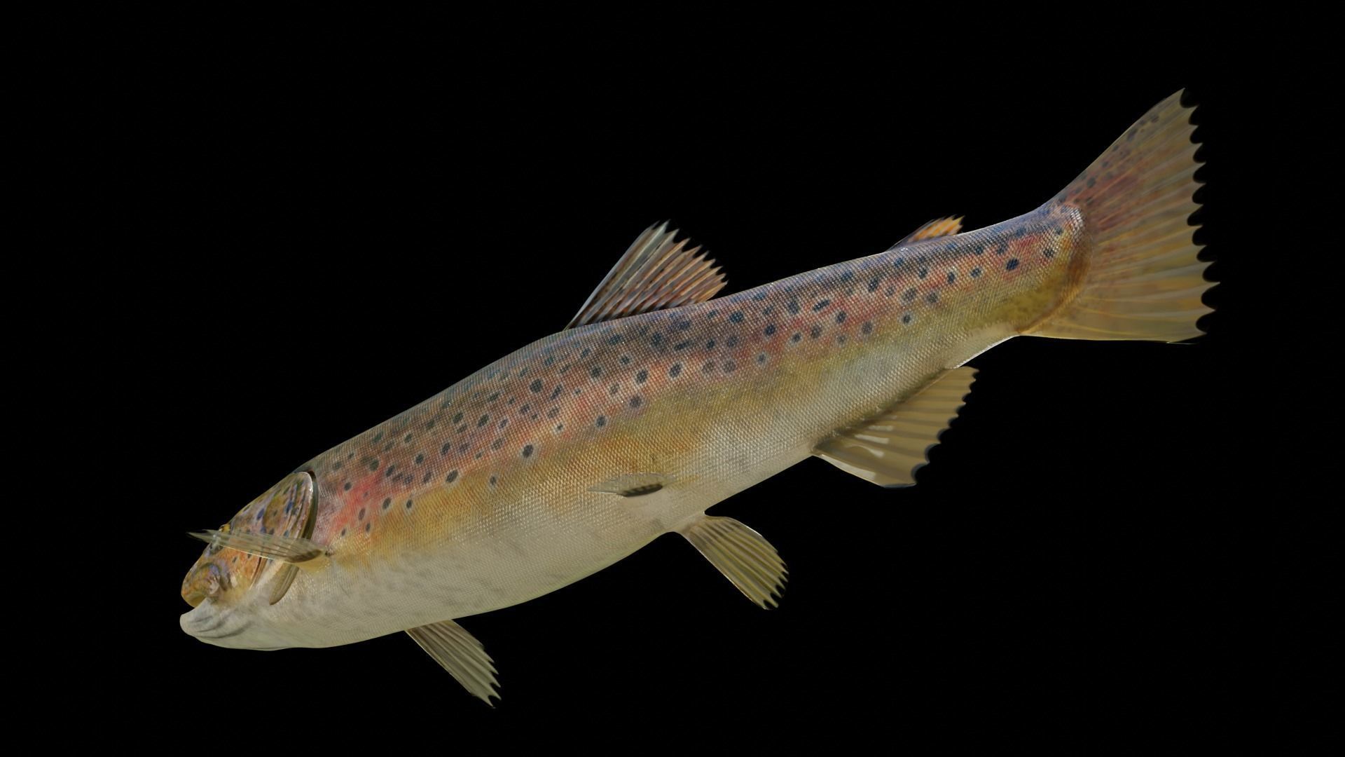 Brown Trout Low-poly 3D model_15