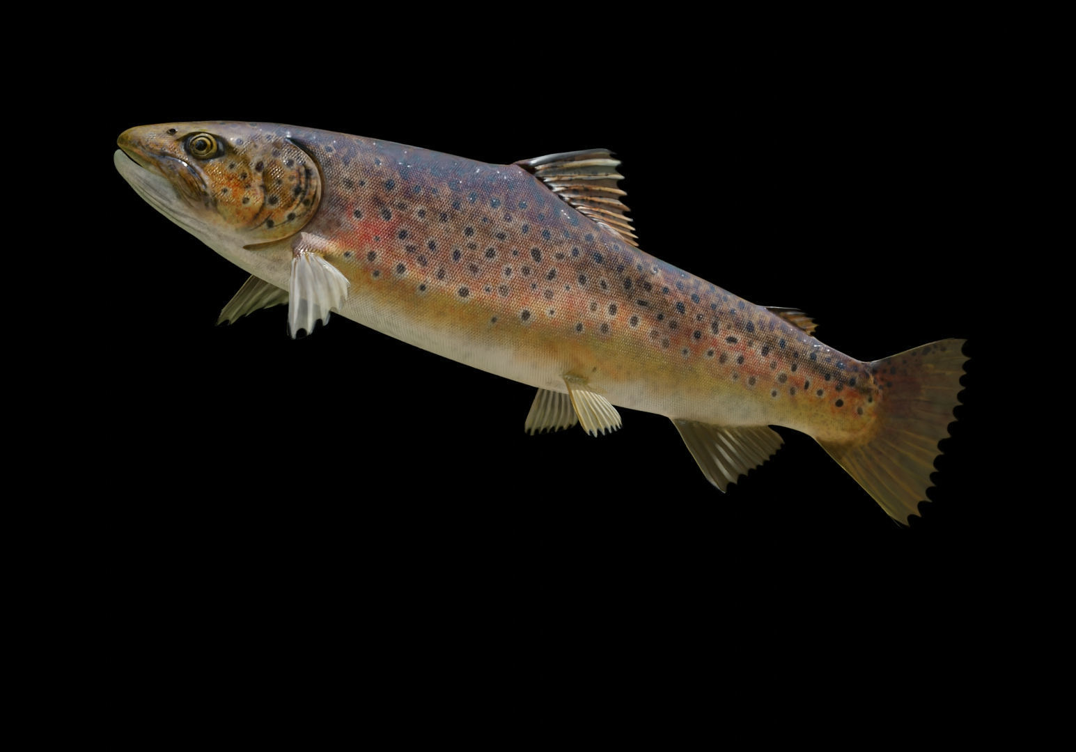 Brown Trout Low-poly 3D model_4