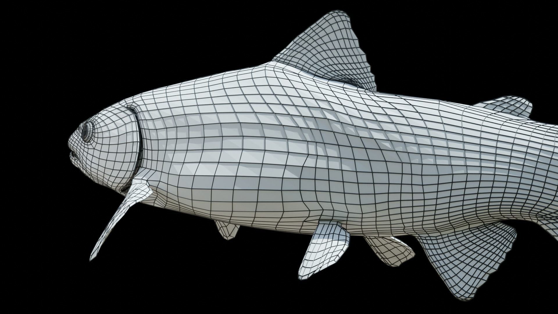 Brown Trout Low-poly 3D model_20