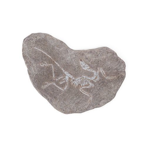 Fossil 03 - Low and High Poly Versions Low-poly 3D model