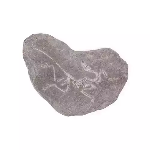 Fossil 03 - Low and High Poly Versions