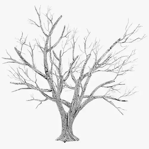 Tree Winter