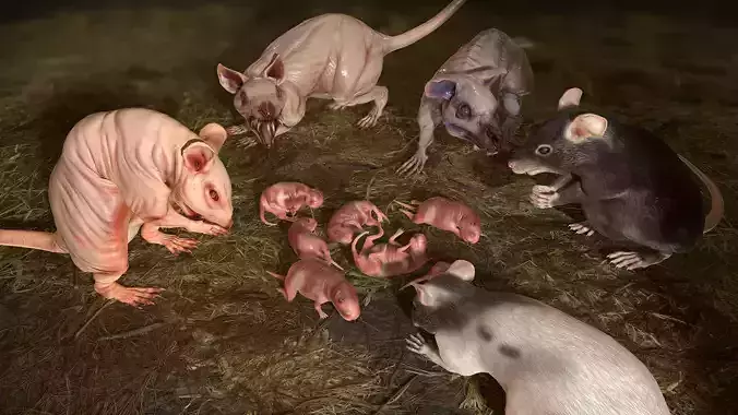Rats Complete Pack Low-poly 3D model