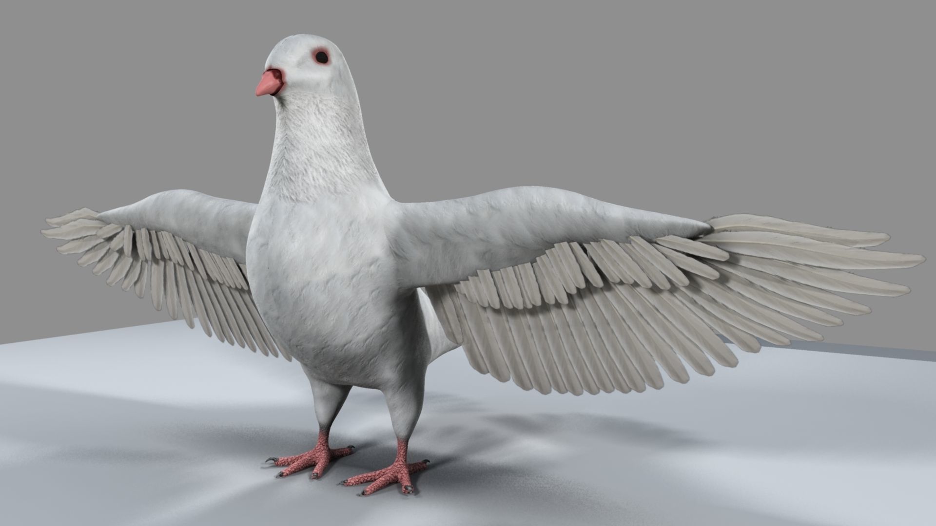 White Pigeon 3D model_12