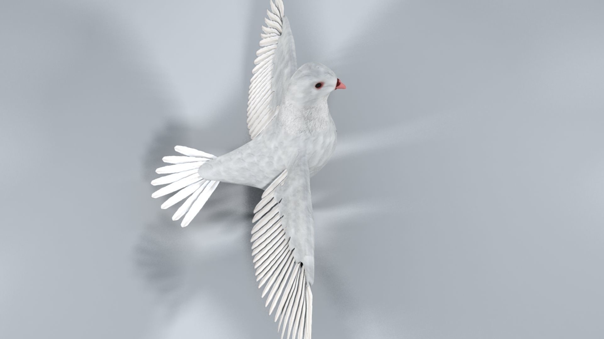 White Pigeon 3D model_13