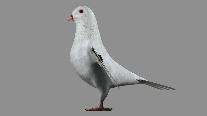 White Pigeon 3D model