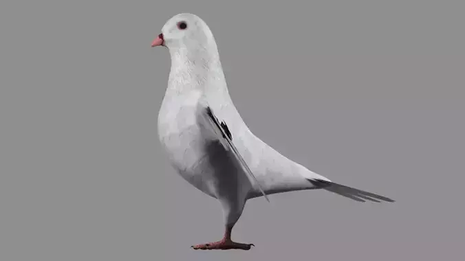 White Pigeon 3D model