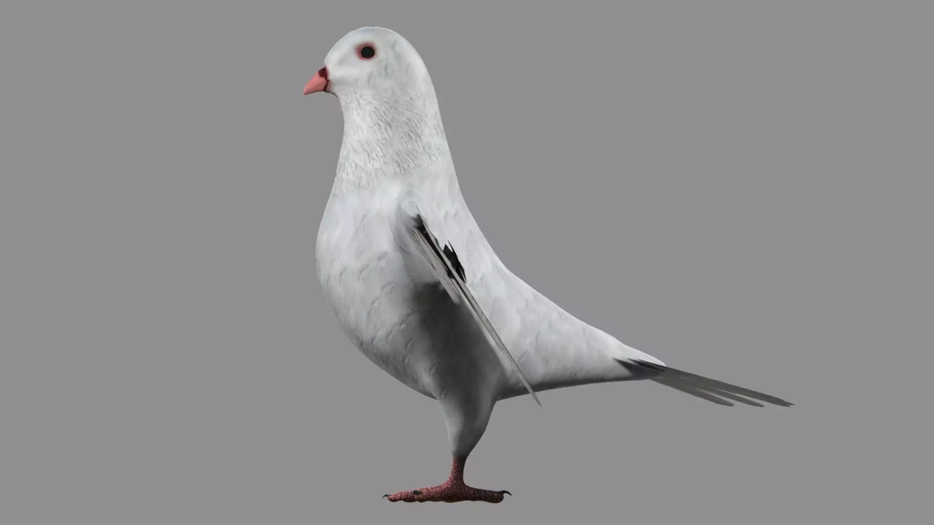 White Pigeon 3D model_0