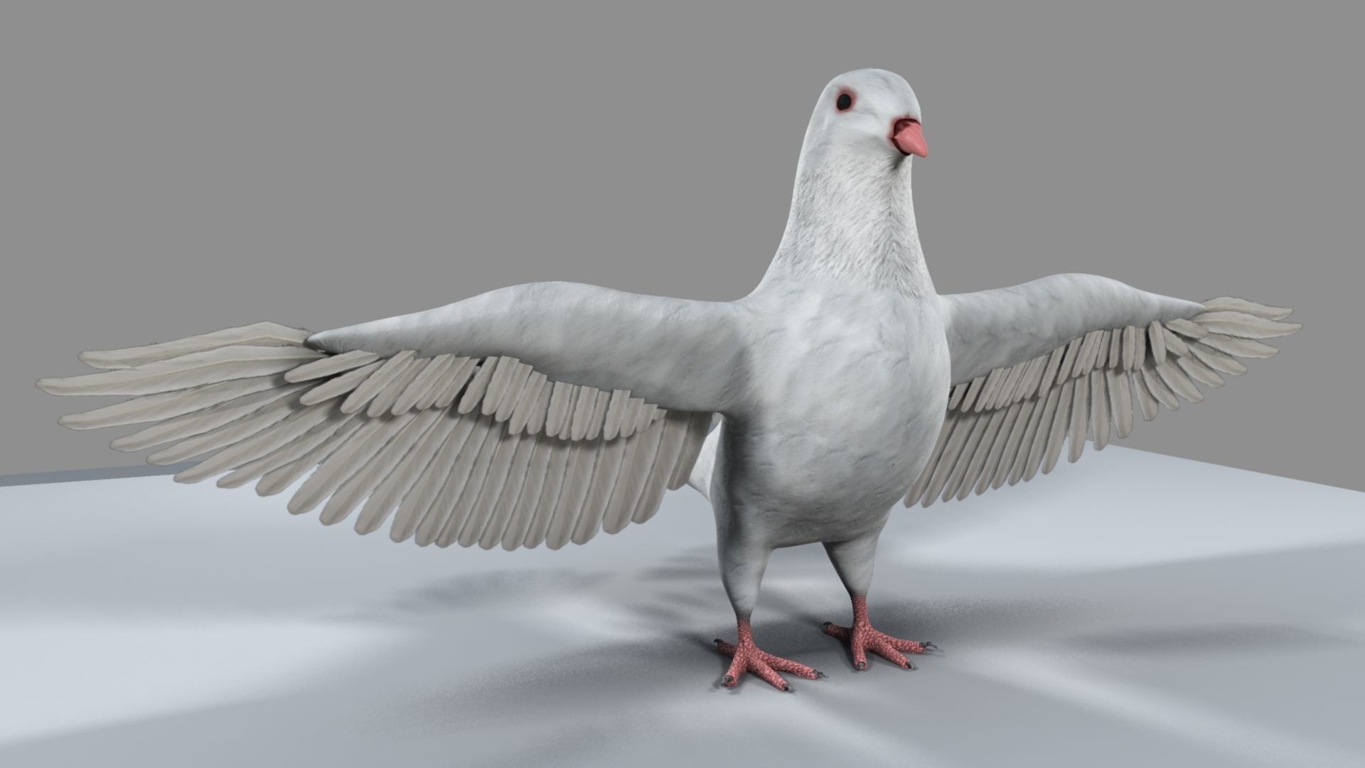 White Pigeon 3D model_9