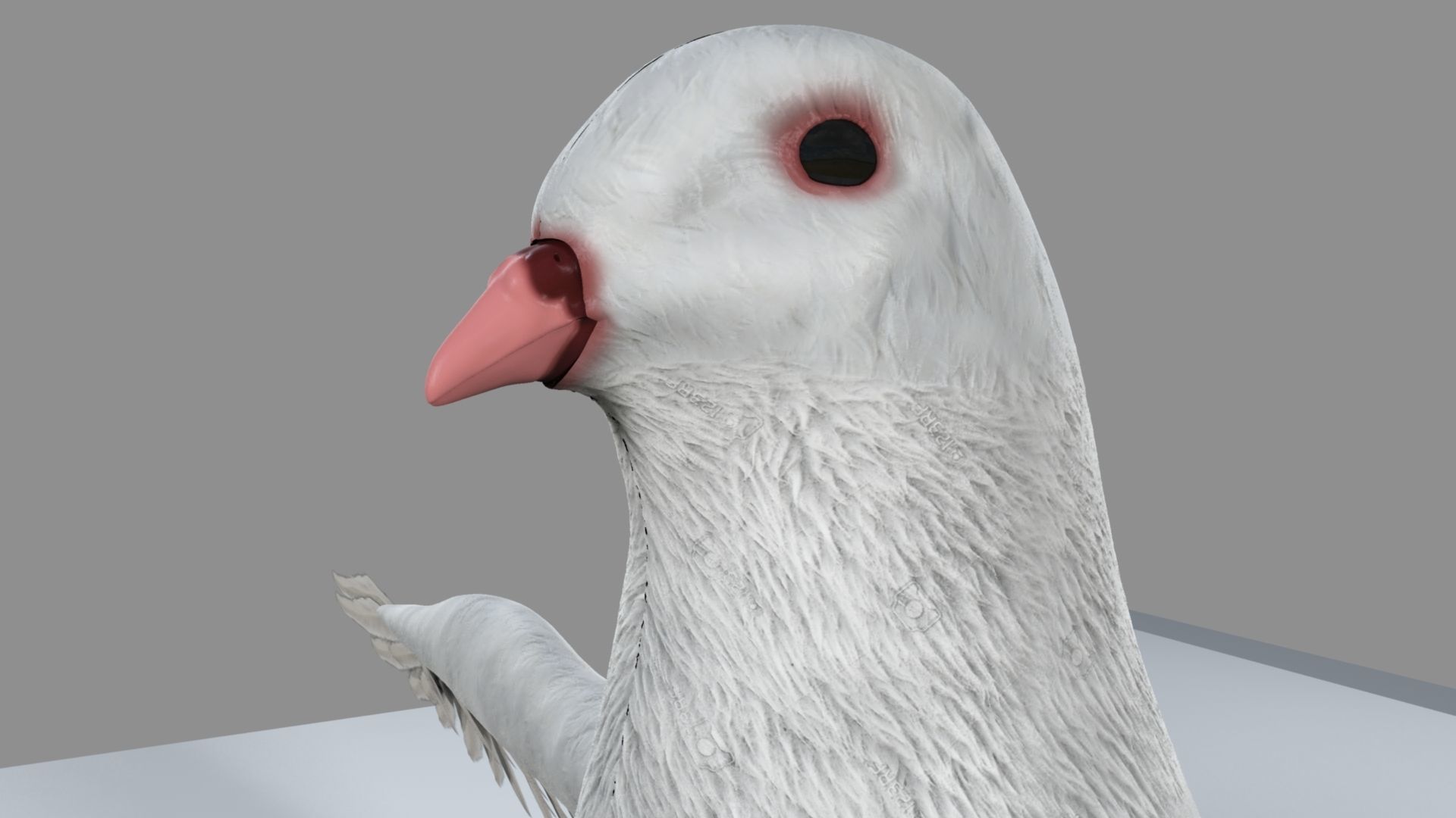 White Pigeon 3D model_8