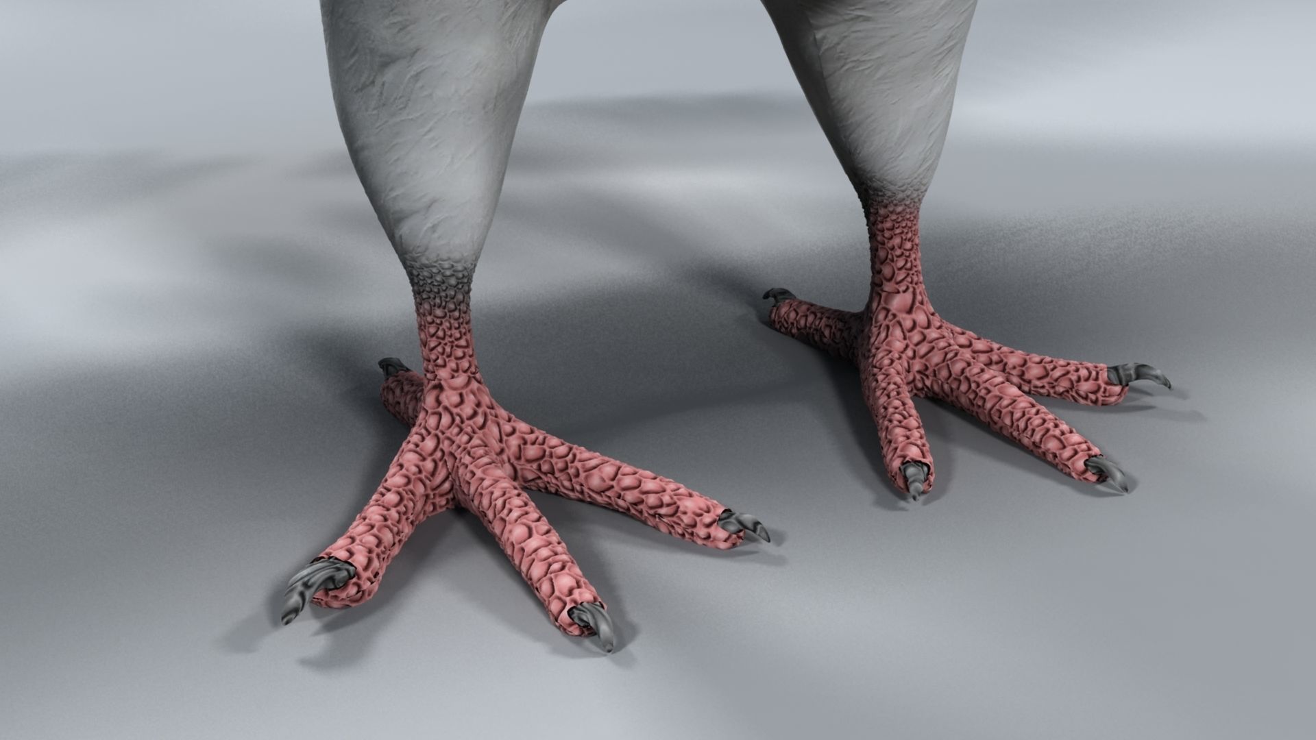 White Pigeon 3D model_28