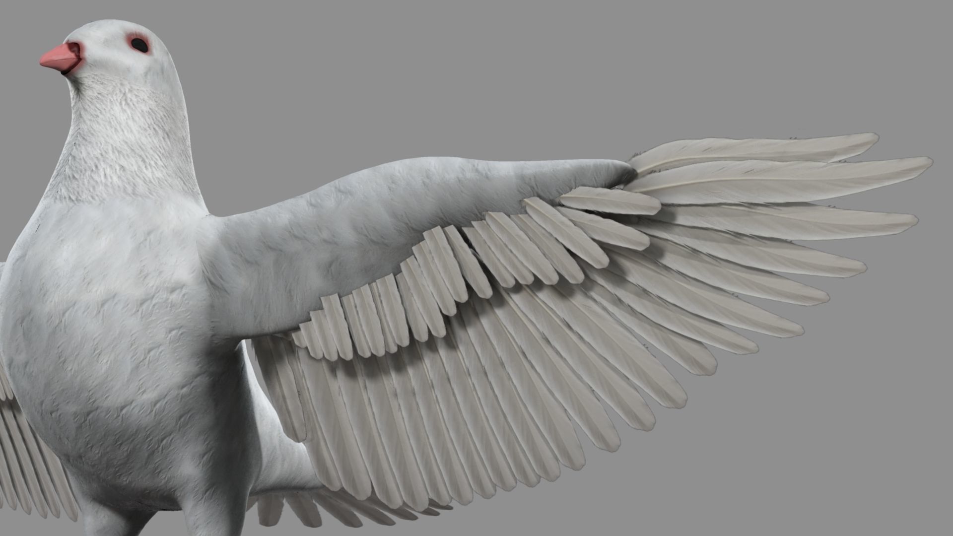 White Pigeon 3D model_14