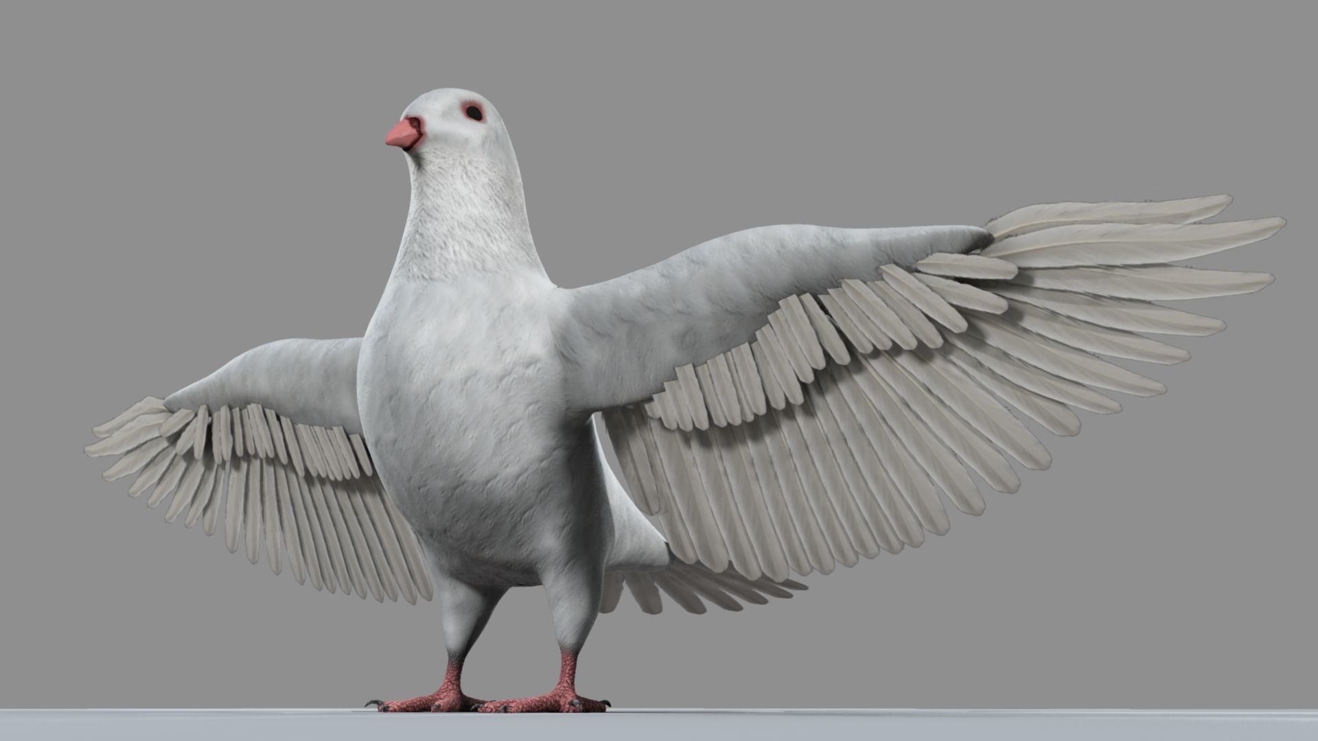 White Pigeon 3D model_2