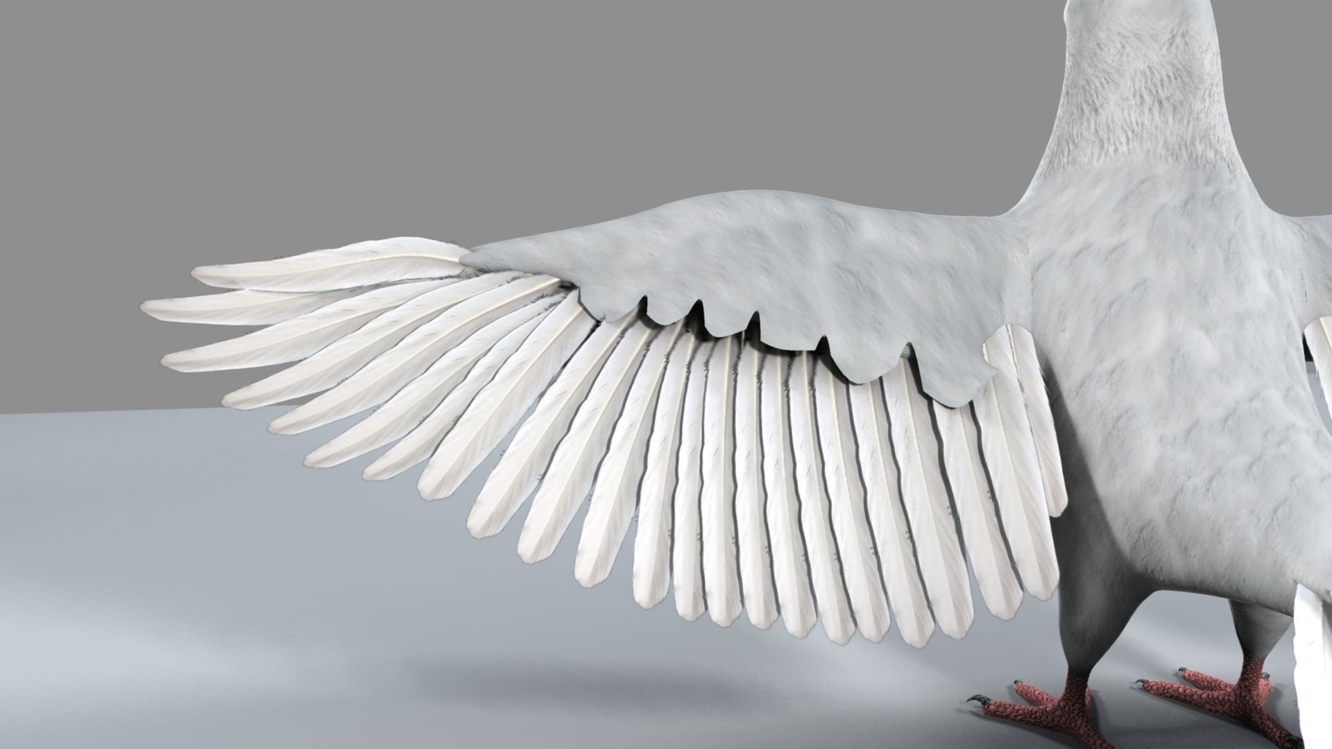 White Pigeon 3D model_17