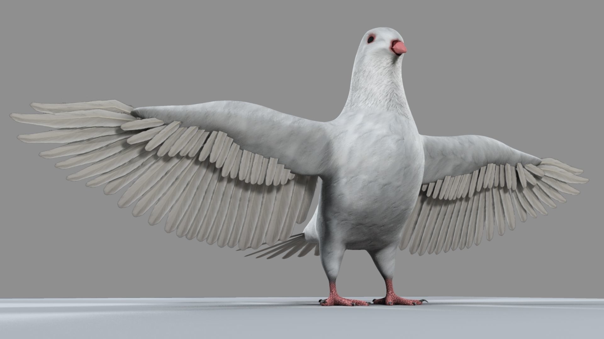 White Pigeon 3D model_11