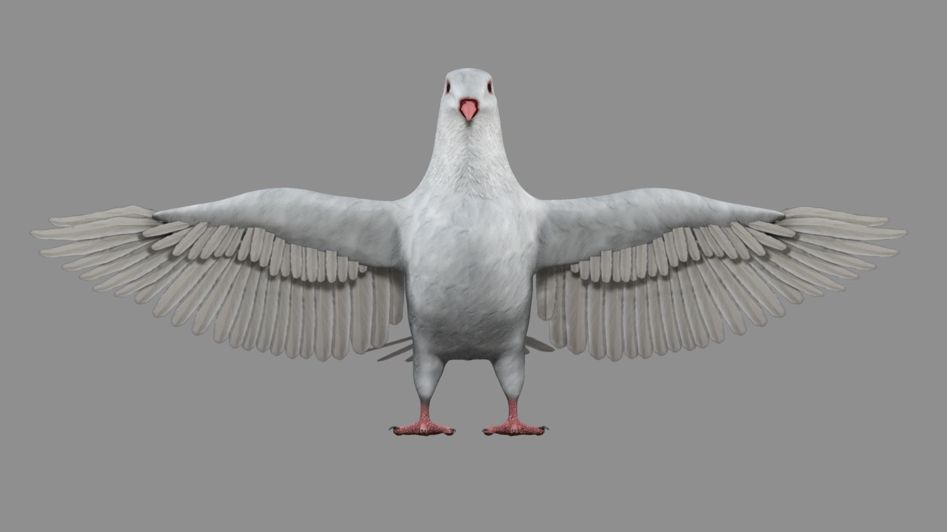 White Pigeon 3D model_18