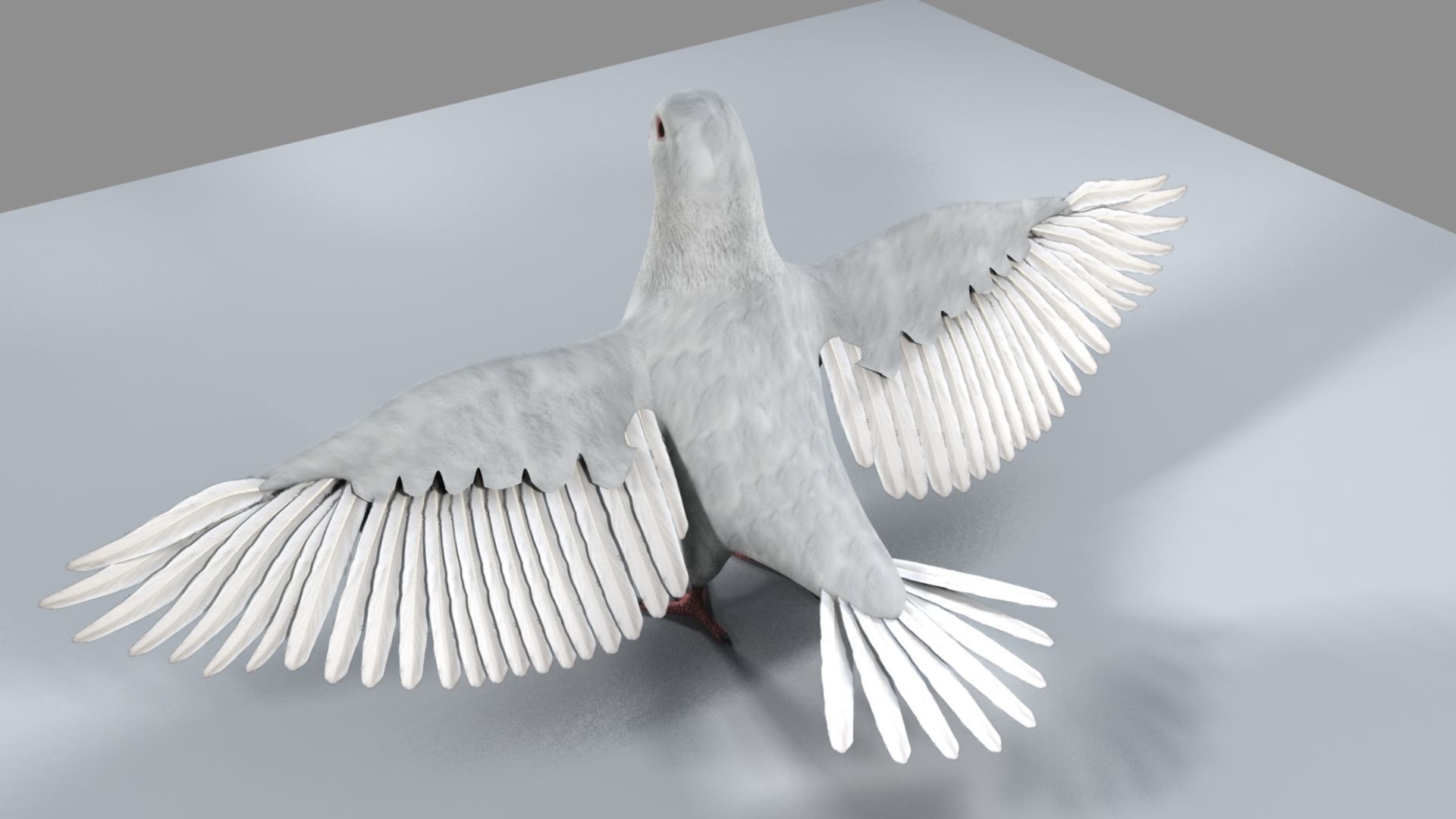 White Pigeon 3D model_15