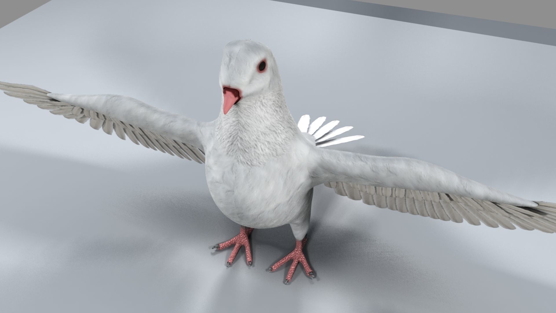 White Pigeon 3D model_24